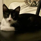 Котенок в добрые руки (photo 2)