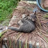 Котёнок Жорик в добрые руки (photo 7)