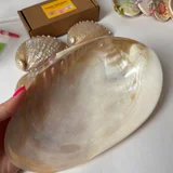 Ракушка большая (photo 1)