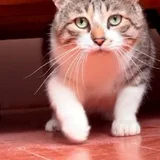 Кот Ломи в добрые руки (photo 1)