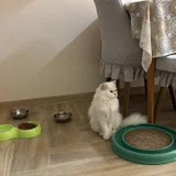 Шотландский котенок (photo 2)