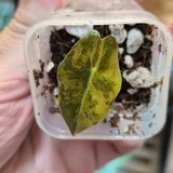 Детка Alocasia Pseudo-Sanderiana Aurea Variegata (photo 1)