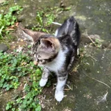 Котенок Бусинка в добрые руки (photo 3)
