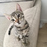 Котёнок Мишутка (photo 1)