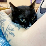 Кошка Юми (photo 3)