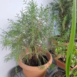 Уличные и балконные цветы в горшках (photo 4)