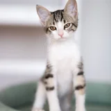 Котёнок Анфиска (photo 4)