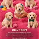 Щенки в добрые руки (photo 1)