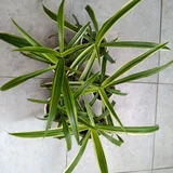 Растения по 5₾ (photo 3)