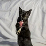 Котенок в добрые руки (photo 5)
