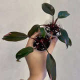 Филодендрон Рэд Андерсон (photo 2)