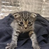 Котенок Киси (photo 2)