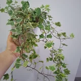 Бегония Мессона (photo 4)