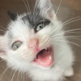 Соня - котенок ищет дом (photo 1)