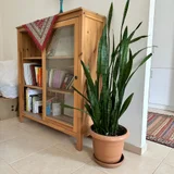 Сансевиерия 130+ см (photo 1)