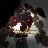 Бегония Mazae Nigricans (photo 1)