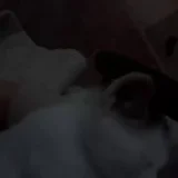 Котёнок в добрые руки (photo 7)