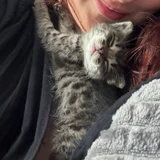 Котенок Киси (photo 1)
