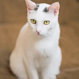 Кошка Тильда, 1 год (photo 2)