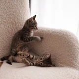 Две кошечки (Дженни и Лиса) (photo 6)