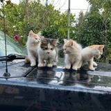 Котята в добрые руки (photo 1)