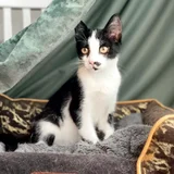 Кот Шуфутинский младший в добрые руки (photo 3)