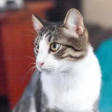 Коты Финдус и Ако (photo 3)