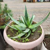Алое (photo 2)