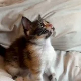 Котенок Соня в добрые руки (photo 3)