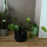 Растения (photo 2)