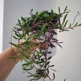 Руэлья (photo 10)