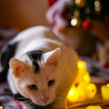 Коты Финдус и Ако (photo 6)