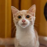 Котёнок Печенька в добрые руки (photo 1)