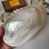 Ракушка большая (photo 2)