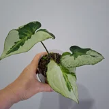 Руэлья (photo 8)