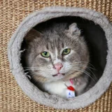 Кот Петрович в добрые руки (photo 1)