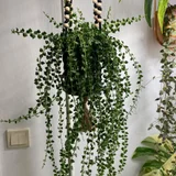 Растение Dichidia Ruscifolia с горшком (photo 1)