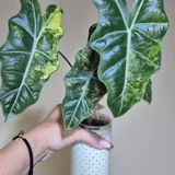 Детка Alocasia Pseudo-Sanderiana Aurea Variegata (photo 2)