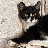 Котята Шоко и Паша в добрые руки (photo 5)