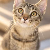 Котята в добрые руки (photo 6)