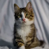 Котенок Локи (photo 1)