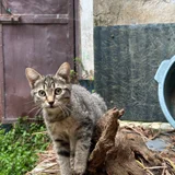 Котёнок Жорик в добрые руки (photo 5)