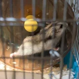 Хомяки (photo 4)