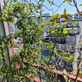 Уличные и балконные цветы в горшках (photo 1)
