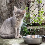 Котенок Френни в добрые руки (photo 1)