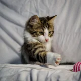 Котенок Локи (photo 3)