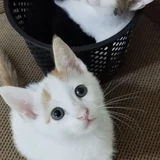 Котята в добрые руки (photo 1)