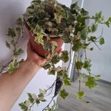 Руэлья (photo 7)