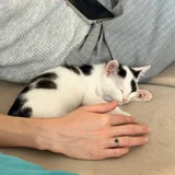 Котенок Патч в добрые руки (photo 4)