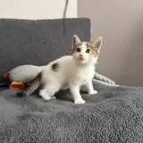 Котенок Неваляшка, девочка 1.5 месяца (photo 4)